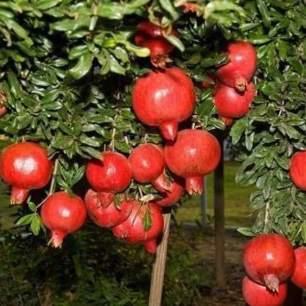 Fresh_Red_Pomegranate_Fruits