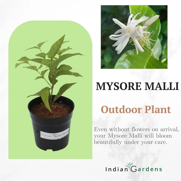Mysore_Malli_White_Flowering_Outdoor_Plant