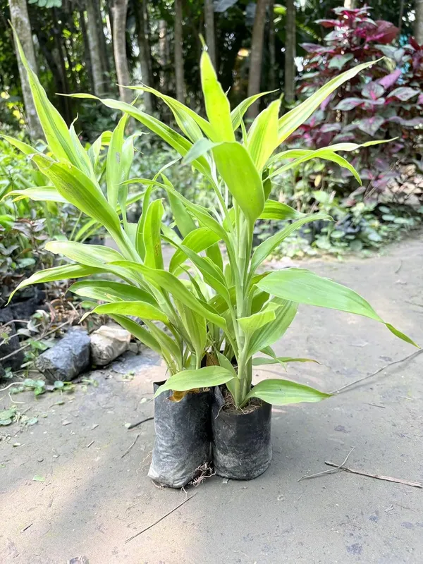 Variegated_Dracaena_Live_Ornamental_Plant