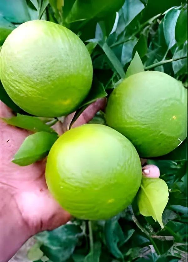 Green_Citrus_Fruit_Plant