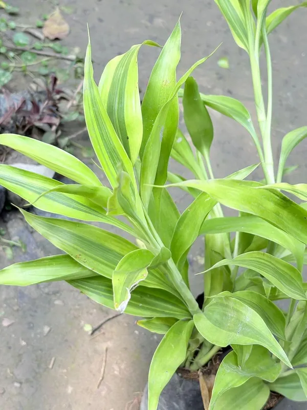 Green_Dracaena_Live_Ornamental_Plant