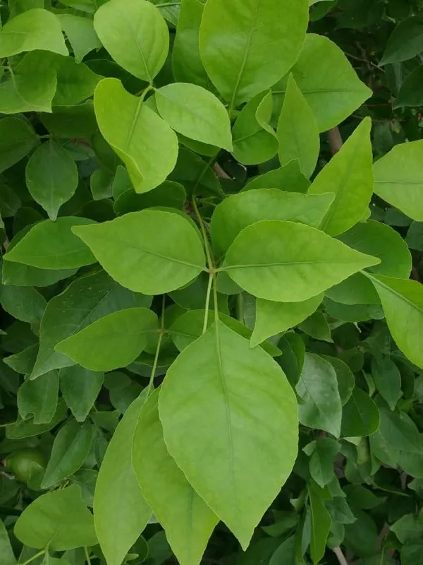 Green_Leafy_Ornamental_Potted_Plant