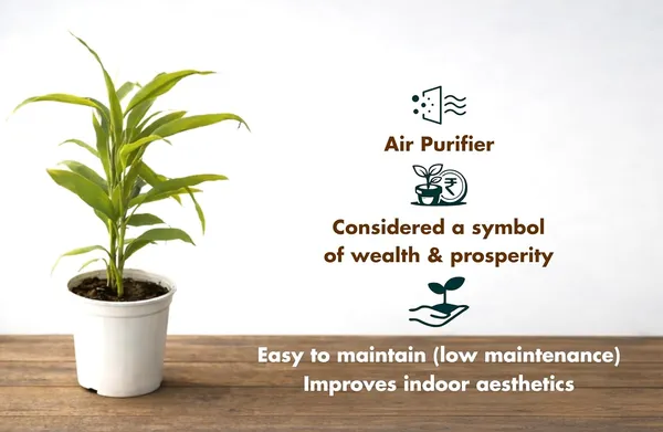 Green_Indoor_Air_Purifying_Plant_With_White_Pot