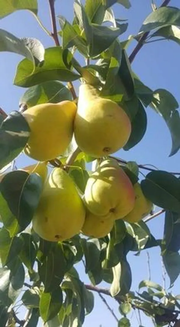 Green_Pears