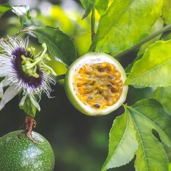 Green_Passion_Fruit_Plant