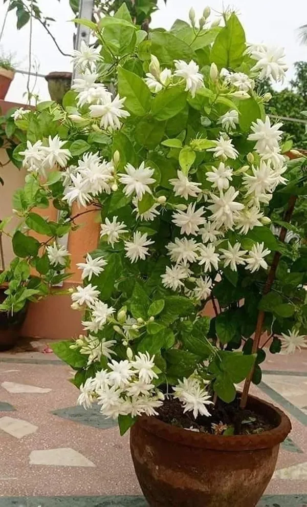 White_Jasmine_Flowering_Plant