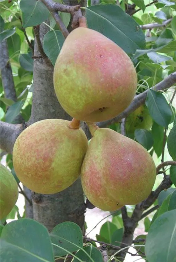 Green_Pears