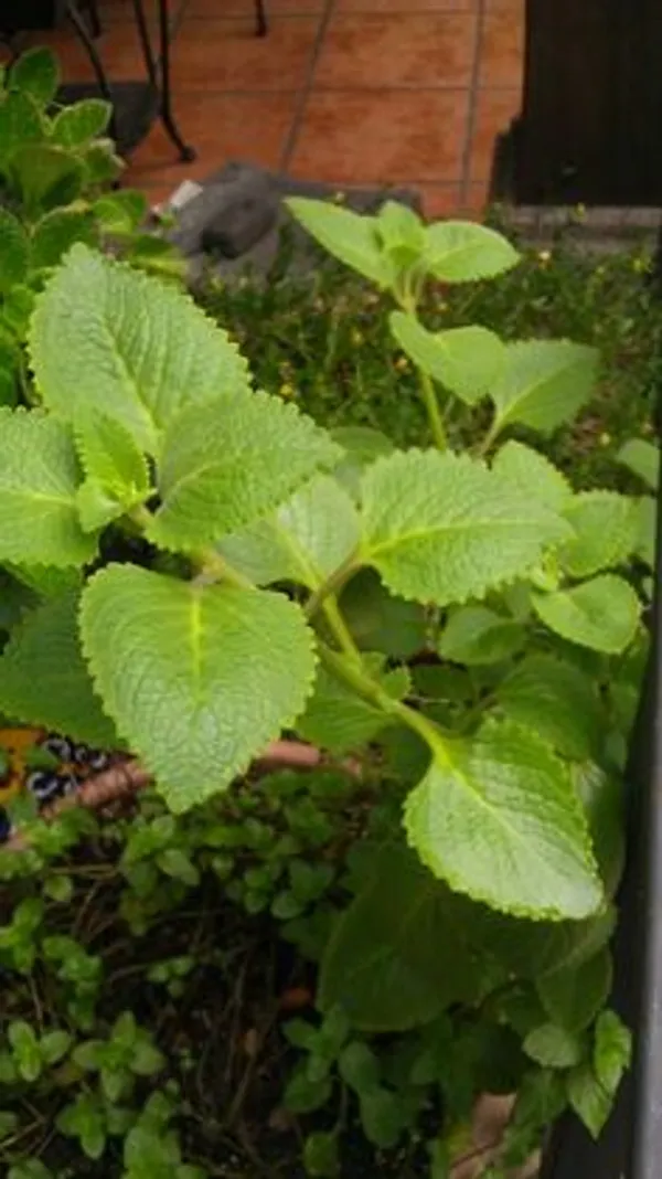Green_Ajwain_Live_Plant