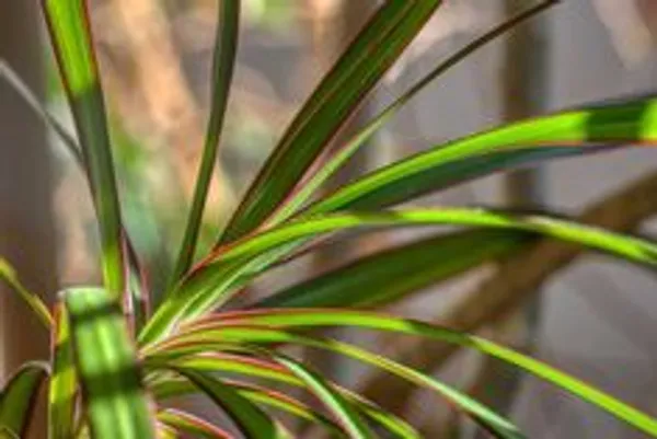 Dracaena_Marginata_Ornamental_Plant