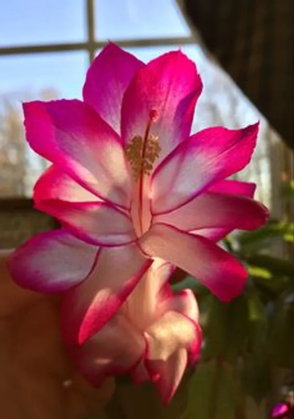 Pink_Christmas_Cactus_Flowering_Live_Plant