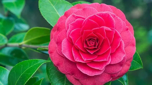 Camellia_Flowering_Plant