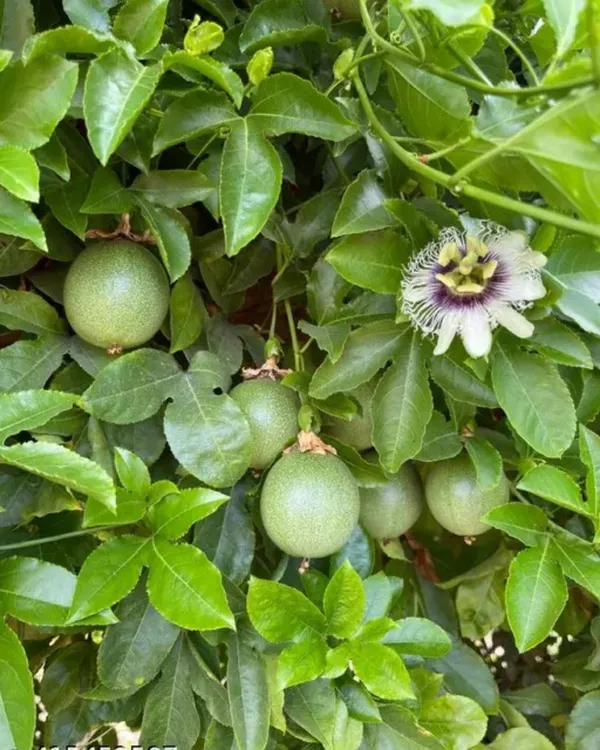 Green_Passion_Fruit_Live_Plant
