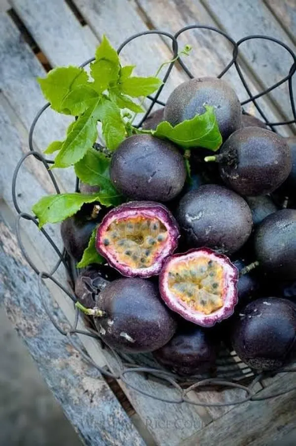 Passion_Fruit_Plant_Sapling