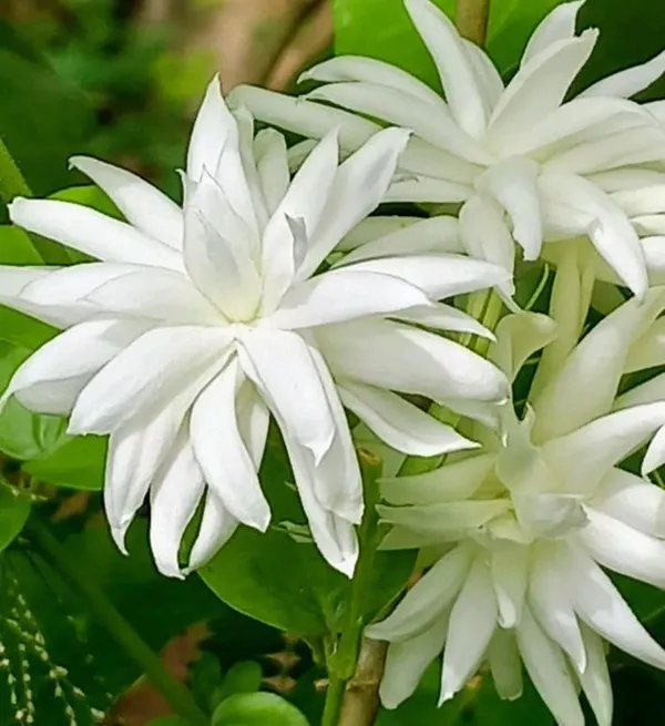 White_Jasmine_Flowering_Plant