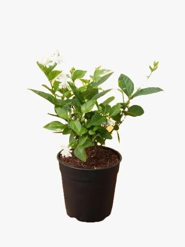 White_Jasmine_Flowering_Plant_in_Black_Nursery_Pot