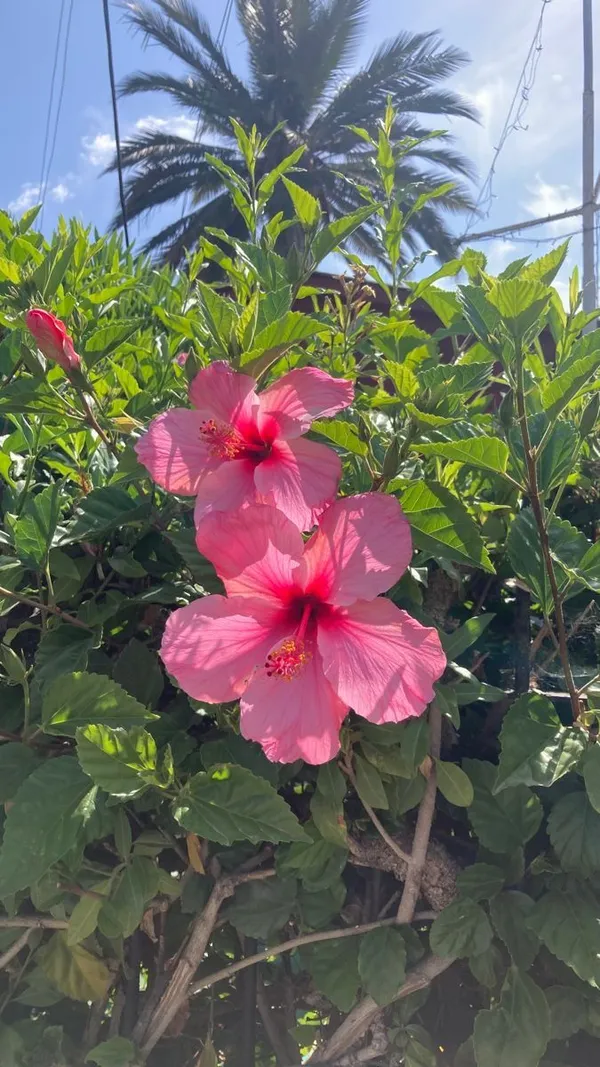 Red_And_Pink_Hibiscus_Flowering_Plant
