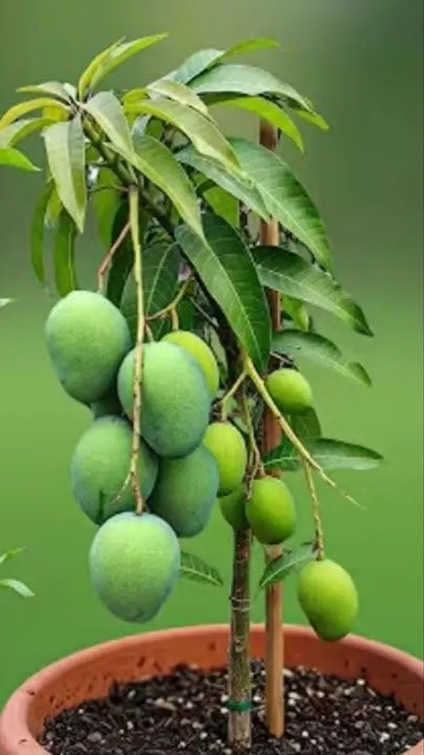 Mango_Fruit_Plant