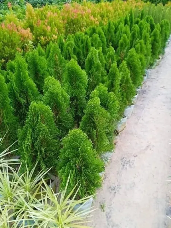 Green_Conifer_Ornamental_Live_Plant