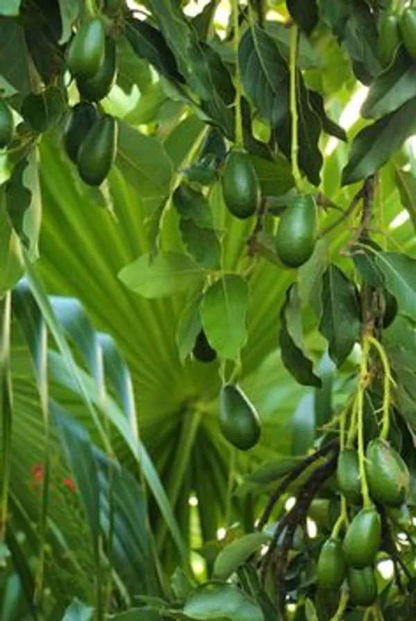 Green_Avocado_Fruit_Plant