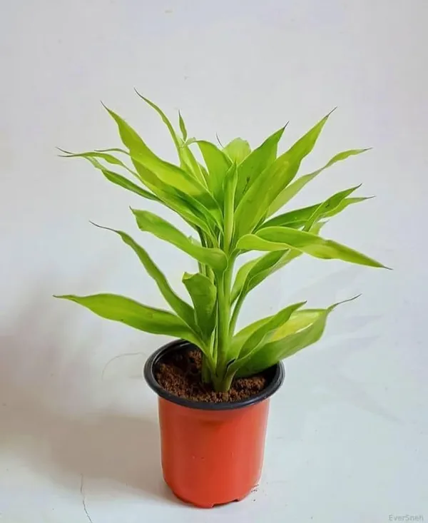 Green_Dracaena_Live_Ornamental_Plant