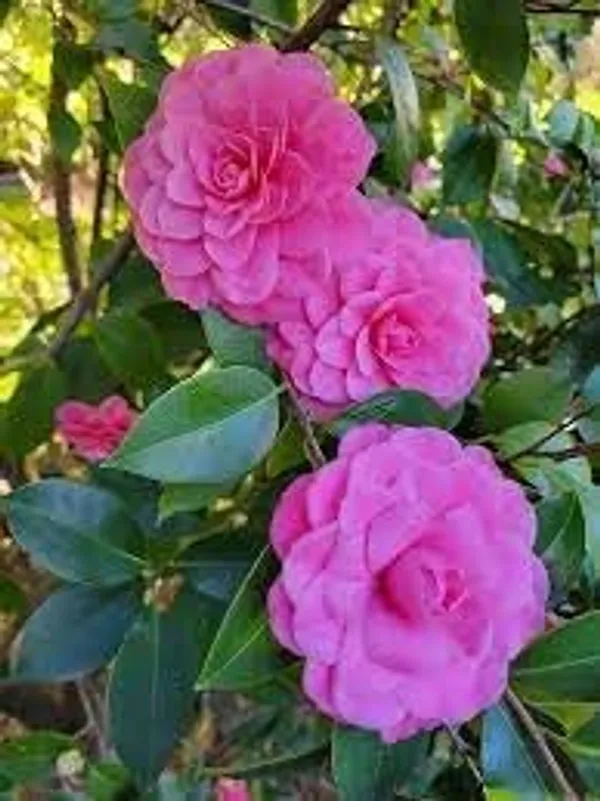 Red_Camellia_Flowering_Plant