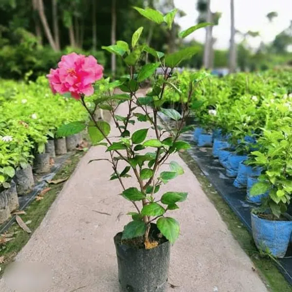 Green_Hibiscus_Live_Plant