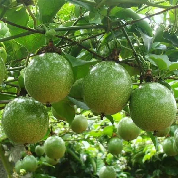 Green_Passion_Fruit_Plant
