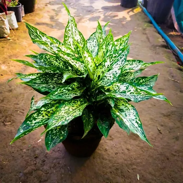 Variegated_Aglaonema_Live_Plant