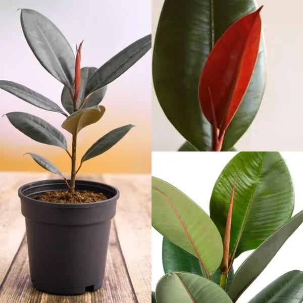 Ficus_Elastica_Rubber_Plant