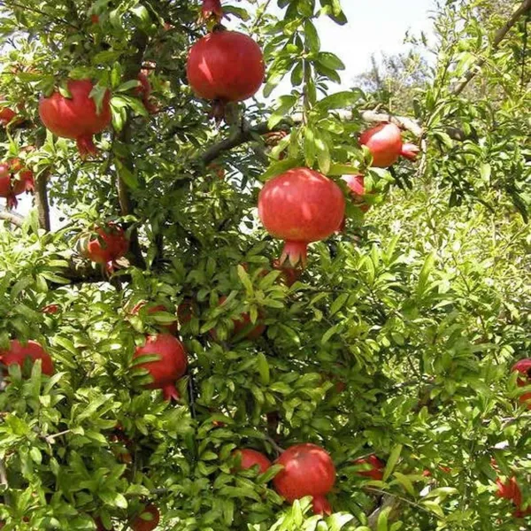 Pomegranate_Fruit_Plant