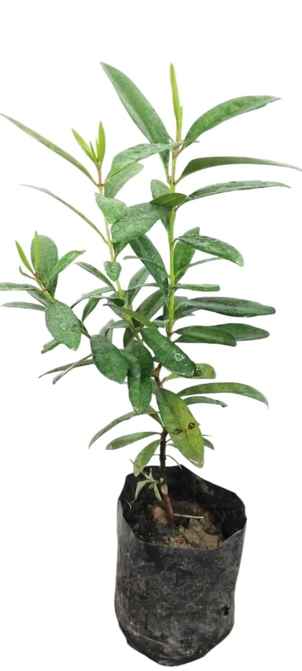 Jamun_Fruit_Plant