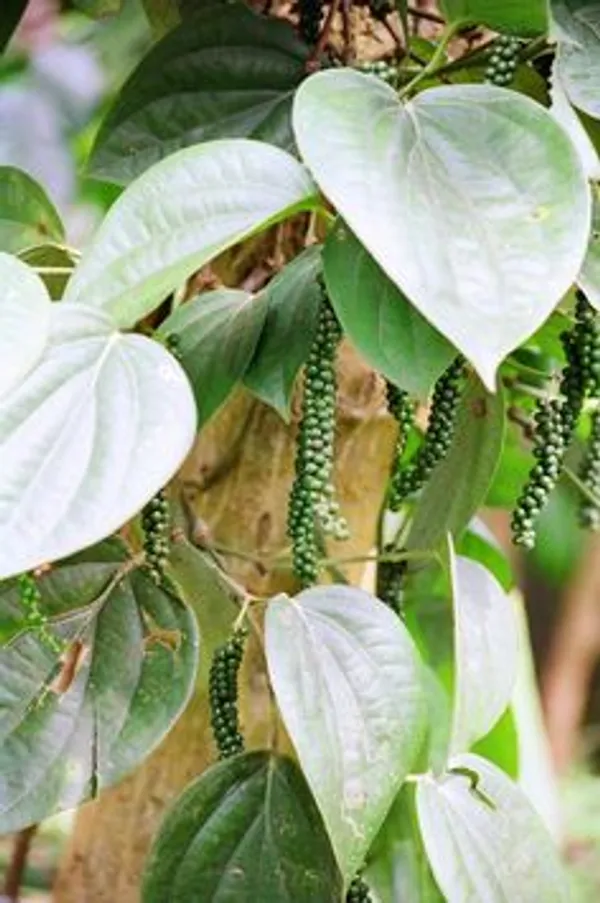 Black_Pepper_Plant