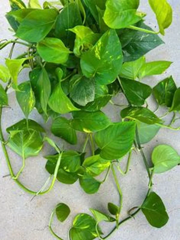 Golden_Variegated_Pothos_Live_Plant