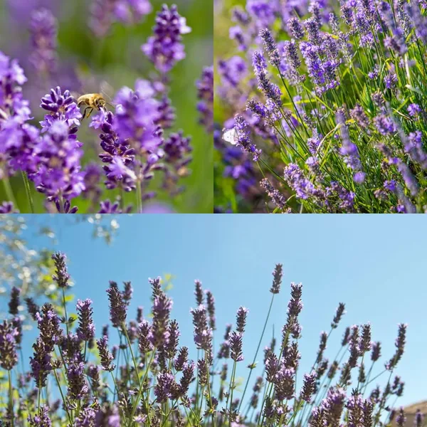 Purple_Lavender_Flowering_Plant