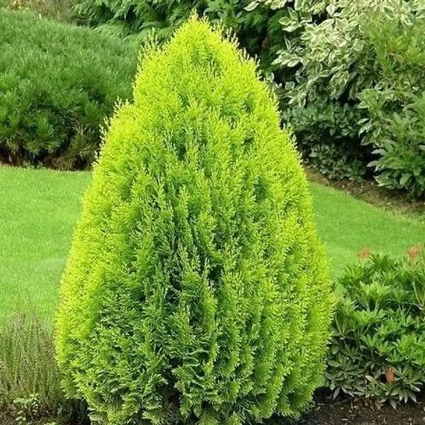 Green_Conifer_Ornamental_Live_Plant