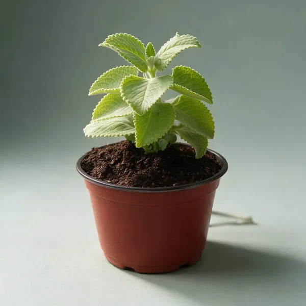 Natural_Live_Ajwain_Plant_For_Gardening