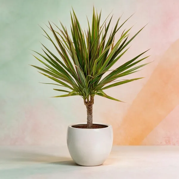 Natural_Live_Dracaena_Marginata_Plant_For_Gardening