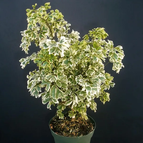 Natural_Live_Ming_Aralia_Plant_For_Gardening