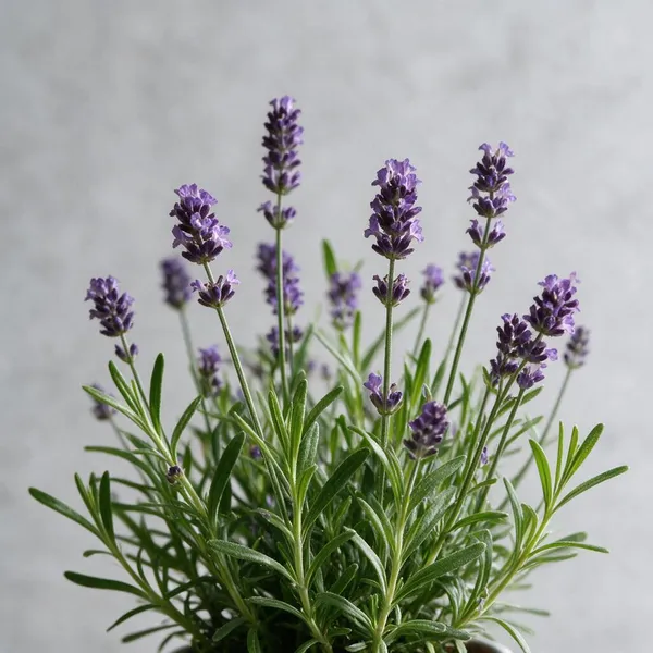 Natural_Live_Lavender_Plant_For_Gardening