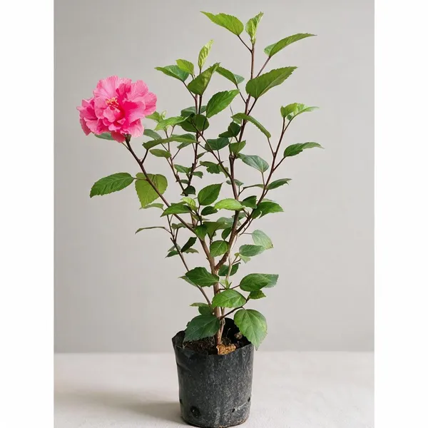 Natural_Live_Hibiscus_Plant_For_Gardening