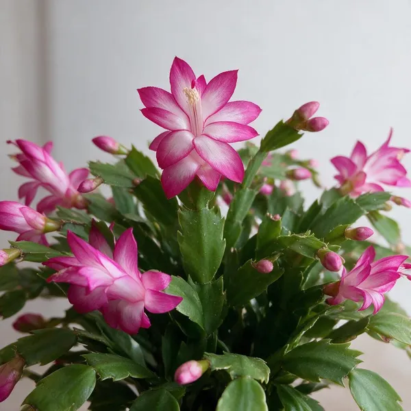 Natural_Live_Christmas_Cactus_Plant_For_Gardening