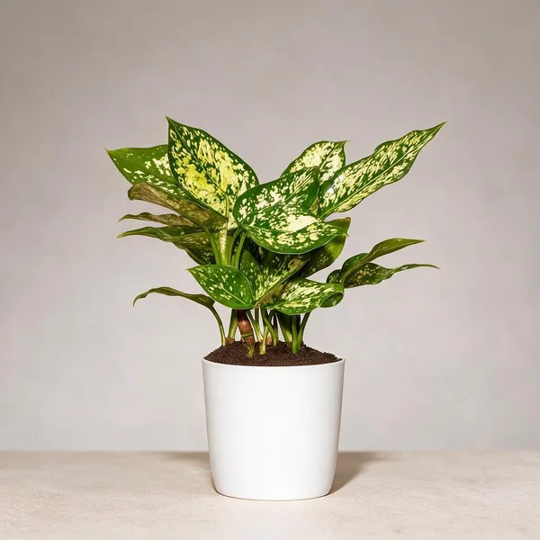 Natural_Live_Indoor_Plant_For_Gardening