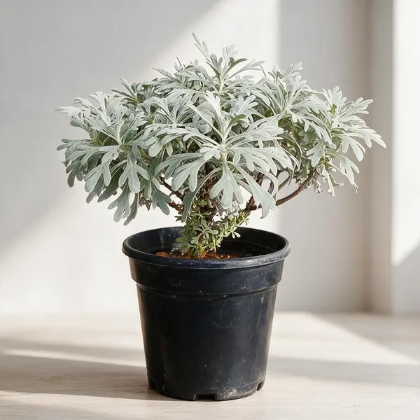 Natural_Live_Silver_Foliage_Plant_For_Gardening