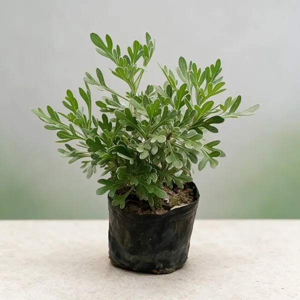 Natural_Live_Flowering_Ornamental_Plant_For_Gardening