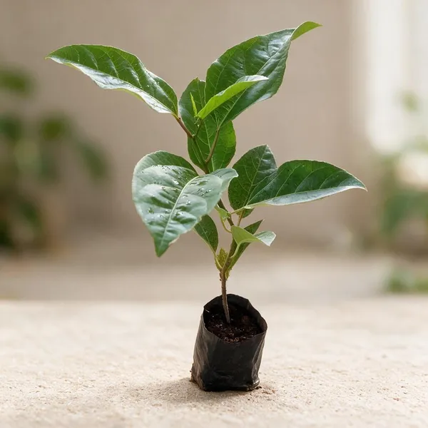 Natural_Live_Passion_Fruit_Plant_For_Gardening