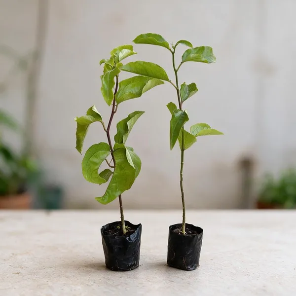 Natural_Live_Passion_Fruit_Plant_For_Gardening