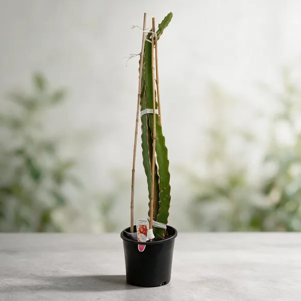 Natural_Live_Dragon_Fruit_Plant_For_Gardening