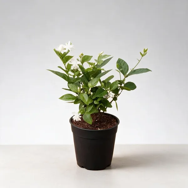 Natural_Live_Jasmine_Plant_For_Gardening