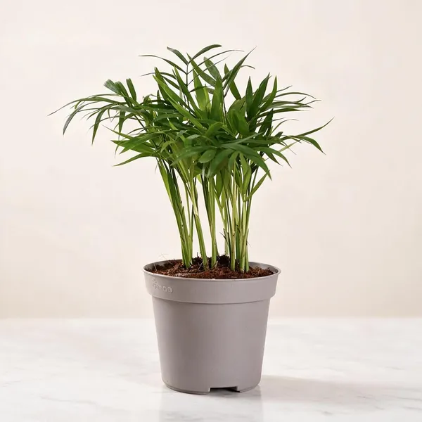 Natural_Live_Areca_Palm_Plant_For_Gardening