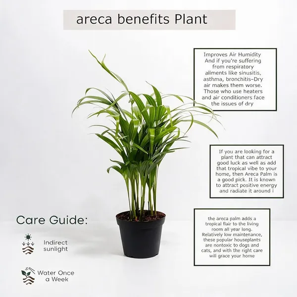 Natural_Live_Areca_Palm_Plant_For_Gardening